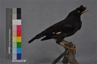 藏品(八哥)的圖片